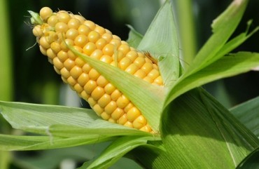 Maize