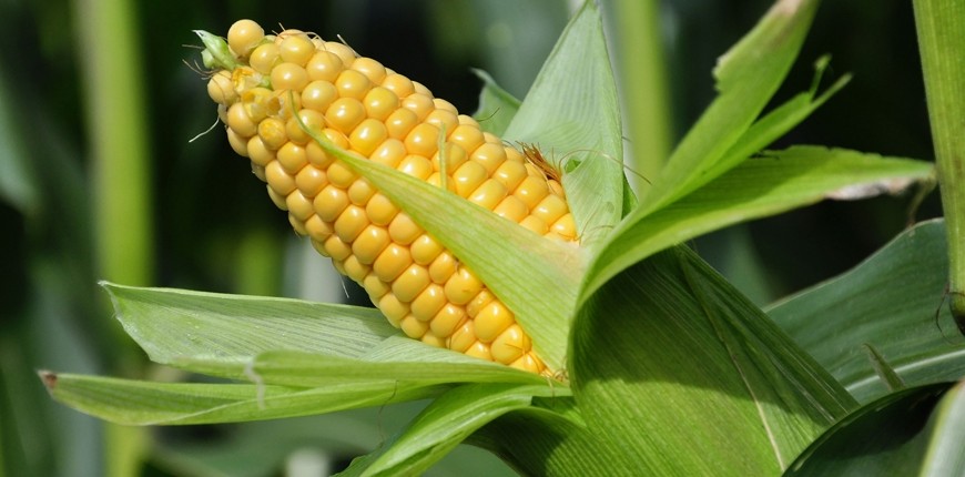 Maize